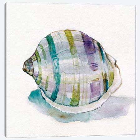 Malecon Shell III Canvas Print #CRO639} by Carol Robinson Canvas Art
