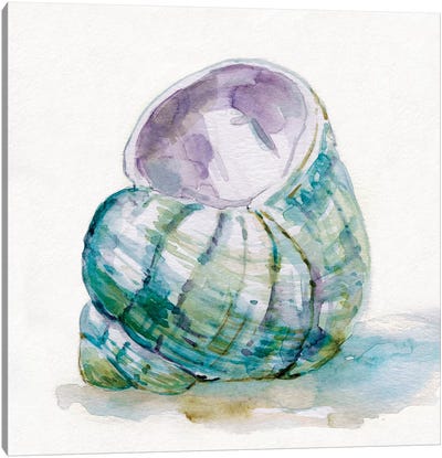 Malecon Shell V Canvas Art Print - Sea Shell Art