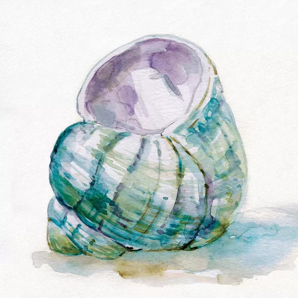 Sea Shells: Malecon Shell V by Carol Robinson