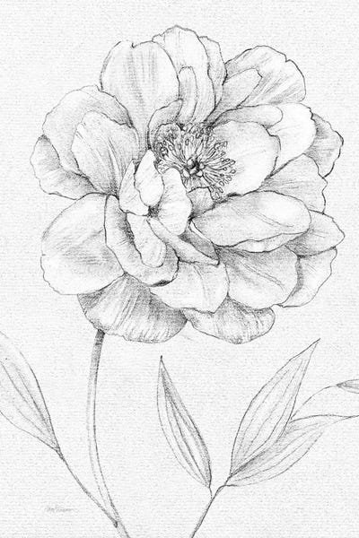 Carol Robinson: Peony Sketch by Carol Robinson