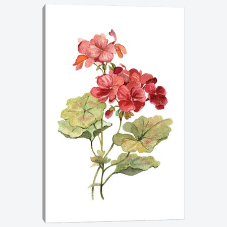 Scarlet Geranium Canvas Print #CRO678} by Carol Robinson Canvas Art