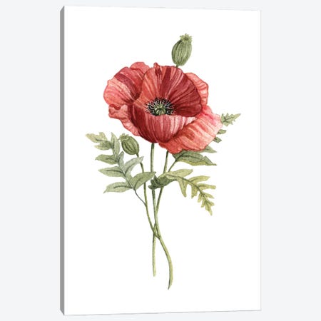 Scarlet Poppy Canvas Print #CRO680} by Carol Robinson Canvas Print