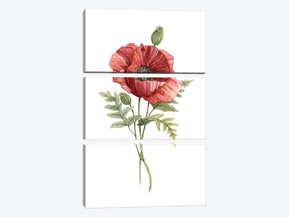 Scarlet Poppy 3-piece Canvas Art Print
