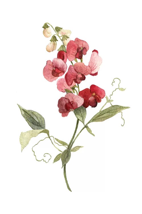 Scarlet Sweet Pea