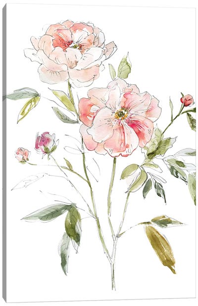 Sketchbook Cottage Rose I Canvas Art Print - Carol Robinson