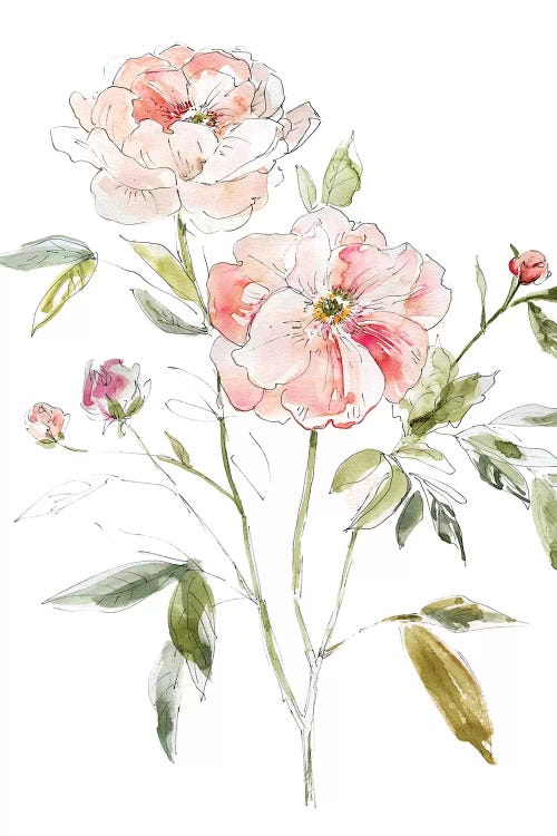 Sketchbook Cottage Rose I by Carol Robinson wall art