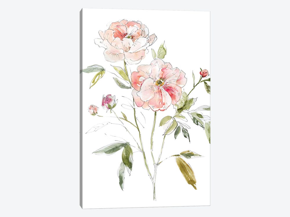 Sketchbook Cottage Rose I by Carol Robinson 1-piece Canvas Print