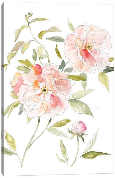 Sketchbook Cottage Rose II Canvas Art Print - Carol Robinson