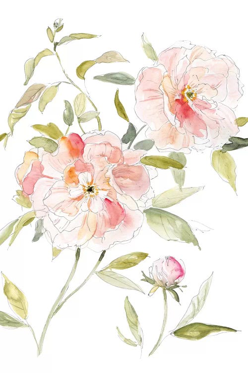 Sketchbook Cottage Rose II by Carol Robinson wall art