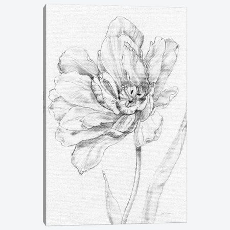 Tulip Sketch Canvas Print #CRO716} by Carol Robinson Canvas Artwork