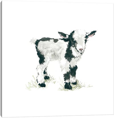 Goat Canvas Art Print - Goat Art