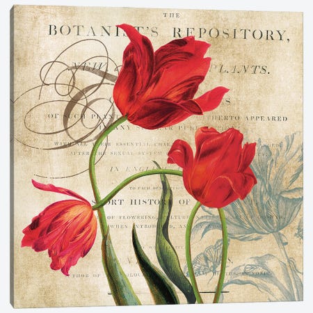 Botanist's Repository Canvas Print #CRO744} by Carol Robinson Canvas Print
