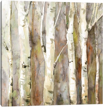 Quiet Morning II Canvas Art Print - Aspen and Birch Trees