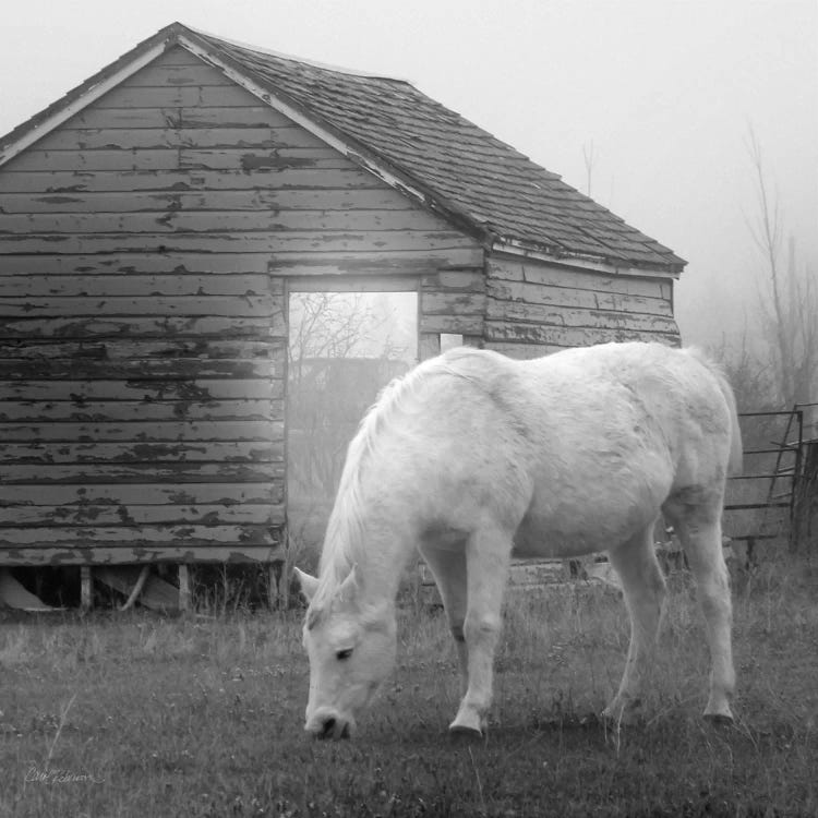 Misty Pasture