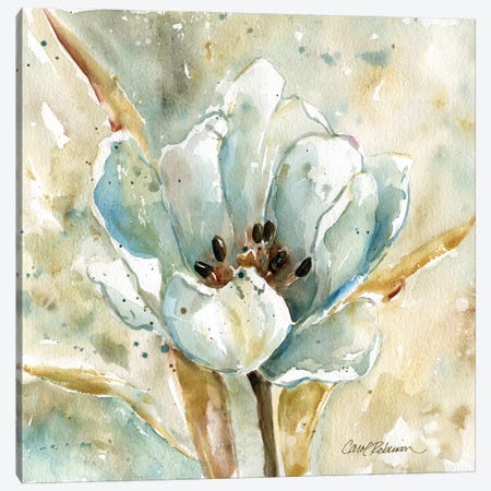 Tulip Canvas Print #CRO851} by Carol Robinson Canvas Wall Art