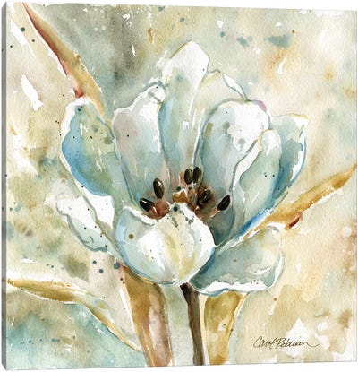 Tulip Canvas Art Print - Carol Robinson
