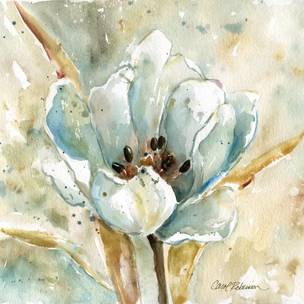 Tulips: Tulip by Carol Robinson