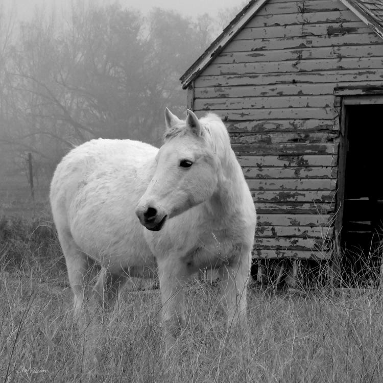 Morning Pasture