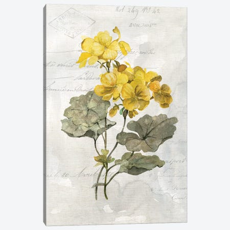 Canary Linen Geranium Canvas Print #CRO918} by Carol Robinson Art Print