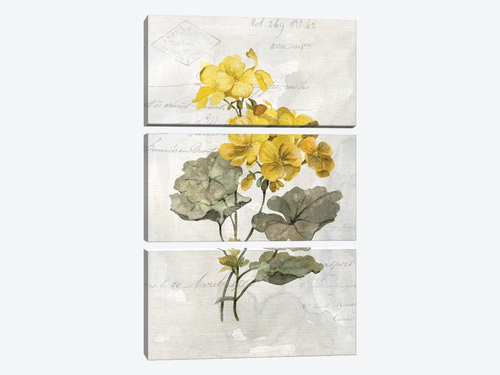 Canary Linen Geranium by Carol Robinson 3-piece Canvas Art