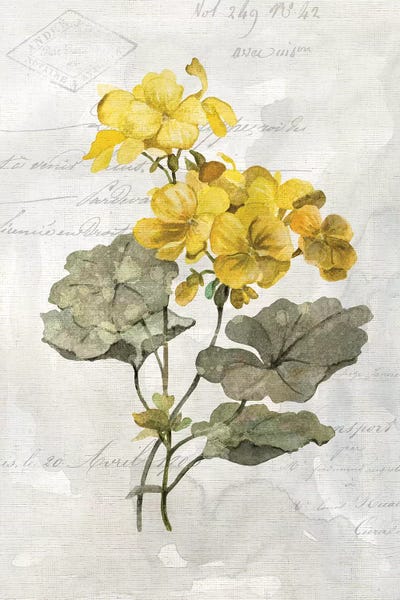 Geraniums: Canary Linen Geranium by Carol Robinson