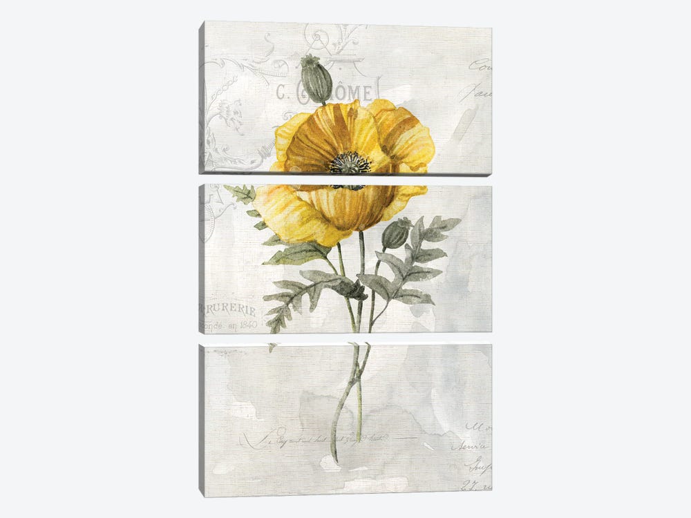 Canary Linen Poppy by Carol Robinson 3-piece Canvas Art Print
