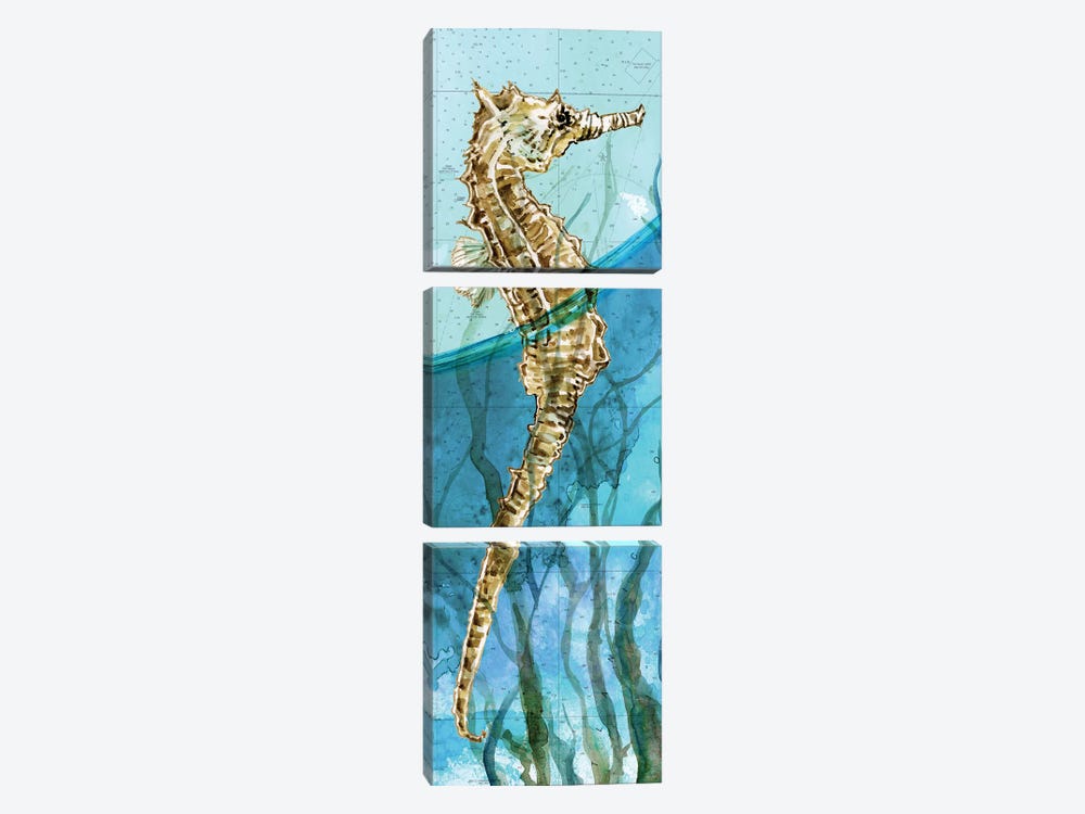 Atlantic Seahorse by Carol Robinson 3-piece Canvas Art Print