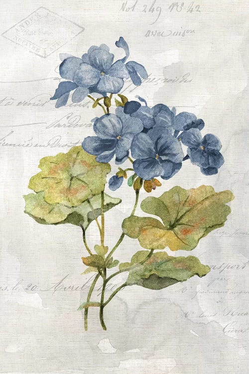 Blue Linen Geranium by Carol Robinson wall art