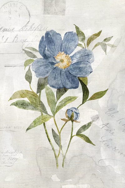 Blue Linen Peony by Carol Robinson canvas print