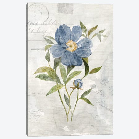 Blue Linen Peony Canvas Print #CRO976} by Carol Robinson Canvas Wall Art