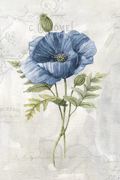 Poppies: Blue Linen Poppy by Carol Robinson