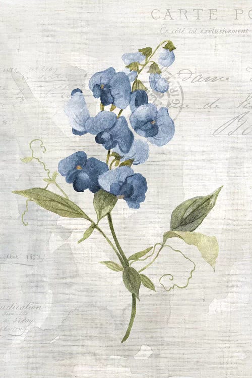 Blue Linen Sweet Pea