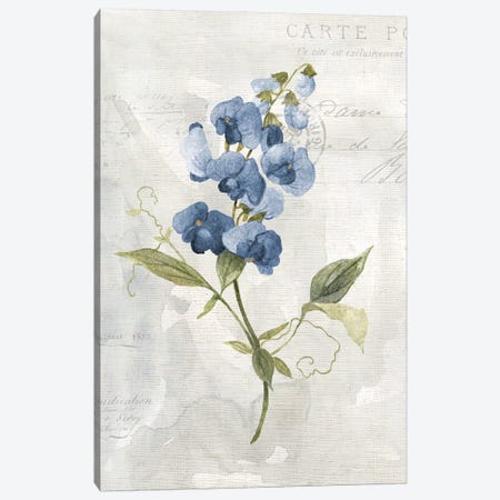 Blue Linen Sweet Pea Canvas Print #CRO978} by Carol Robinson Art Print