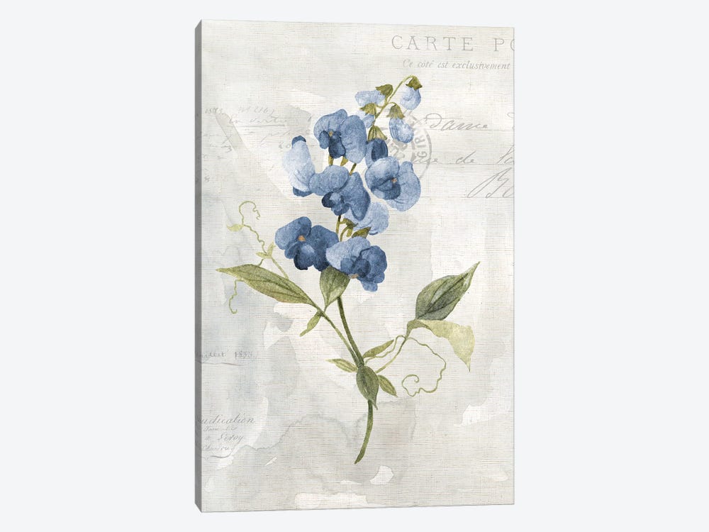 Blue Linen Sweet Pea by Carol Robinson 1-piece Canvas Artwork