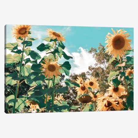 Sunflower Field Canvas Print #CRP192} by Natalie Carpentieri Canvas Artwork