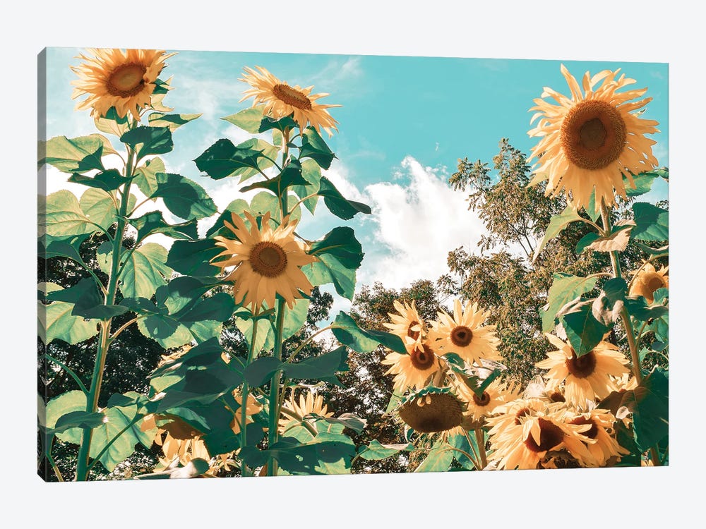 Sunflower Field 1-piece Canvas Wall Art