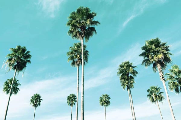 Palm Trees: East Coast Palms by Natalie Carpentieri