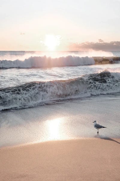 Ocean Sunrises & Sunsets: Morning Contemplation by Natalie Carpentieri
