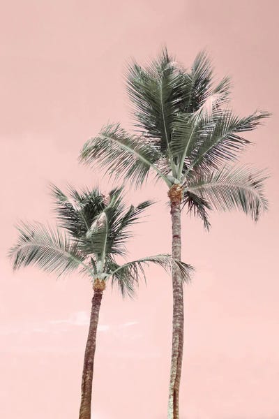 Fine Art Print: Aruba Pinks by Natalie Carpentieri