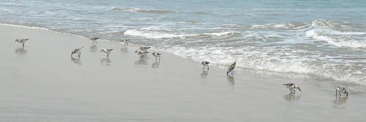 Shorebirds