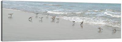 Shorebirds Canvas Art Print - Sandy Beach Art