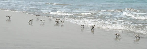 Large Coastal Art - Canvas Prints: Shorebirds by Natalie Carpentieri