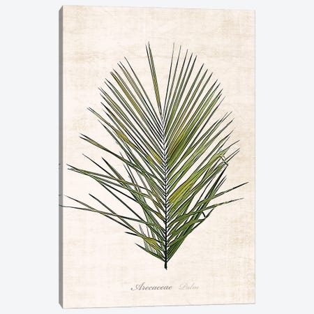 Palm Botanical I Canvas Print #CRP50} by Natalie Carpentieri Canvas Art