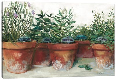 Pots of Herbs I White Canvas Art Print - Carol Rowan