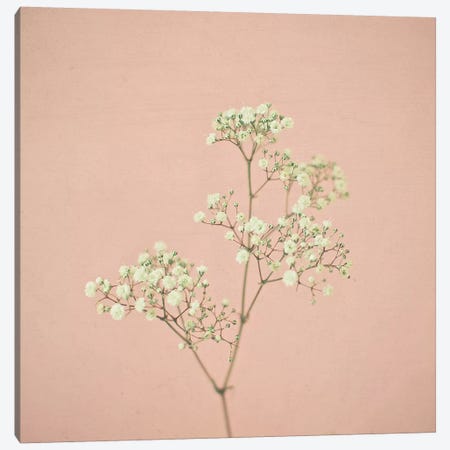 Baby's Breath Canvas Print #CSB10} by Cassia Beck Canvas Art Print