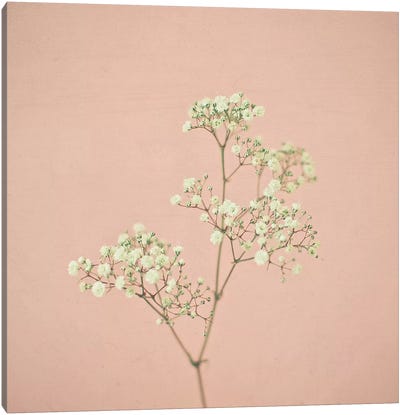 Baby's Breath Canvas Art Print - Vintage Styled Photography