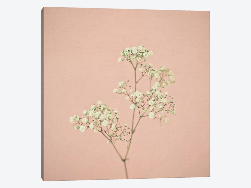 Baby's Breath by Cassia Beck 1-piece Canvas Print