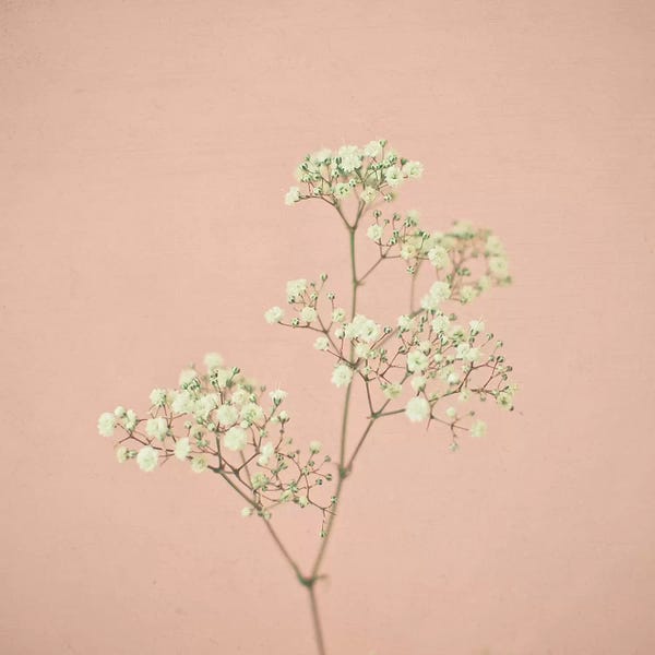 Vintage Styled Photography: Baby's Breath by Cassia Beck