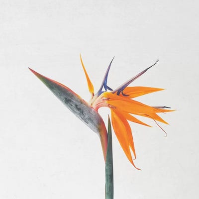 Bird of Paradise by Cassia Beck framed canvas print