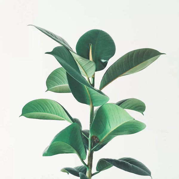 Scandinavian Décor: Rubber Fig by Cassia Beck